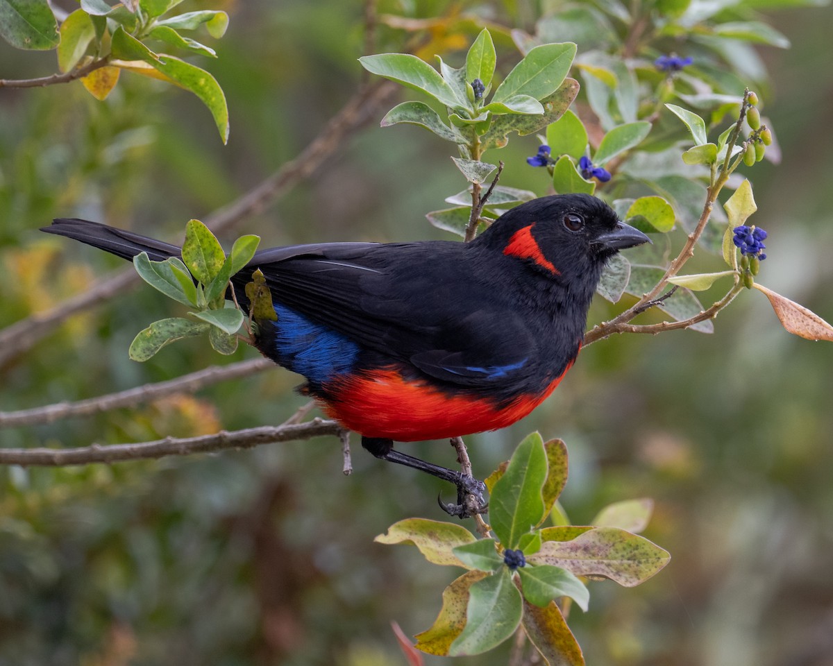 Scarlet-bellied Mountain Tanager - ML177652421