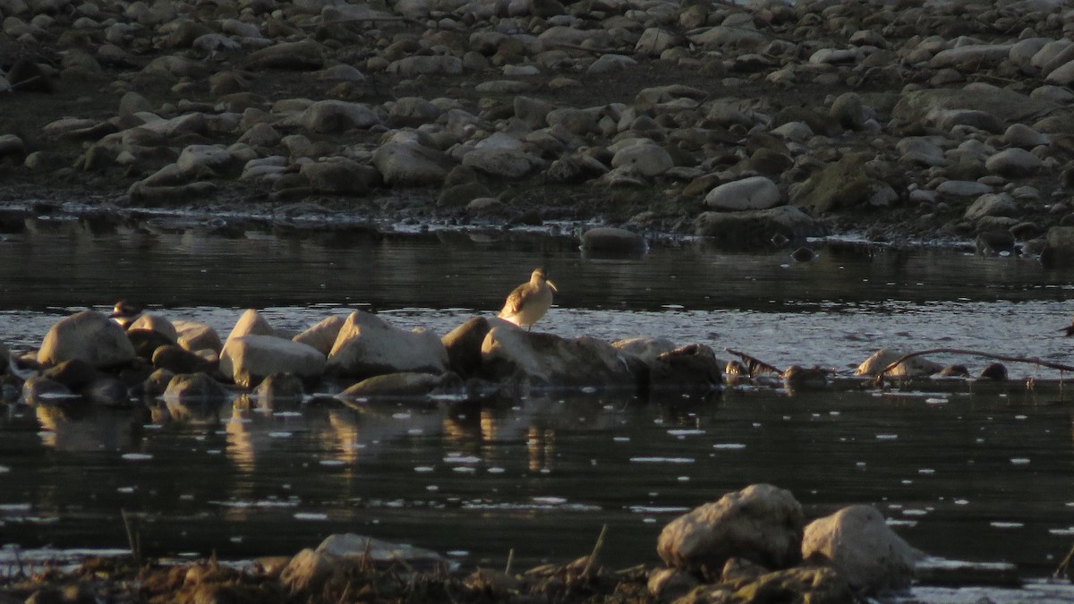 eBird Checklist - 17 Sep 2019 - Belwood Lake--Broadway St. Bridge - 14 ...