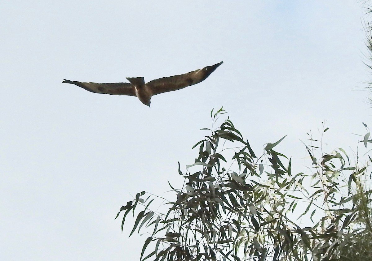 Square-tailed Kite - Colin Palethorpe