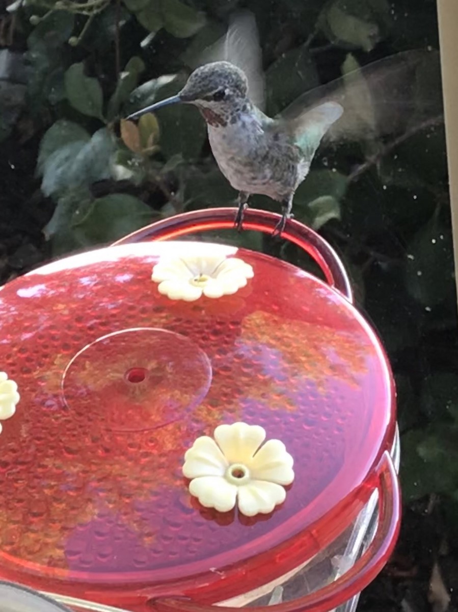 Anna's Hummingbird - ML177660591