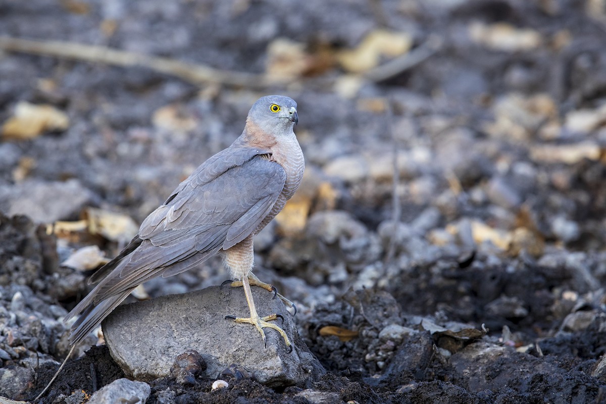 Collared Sparrowhawk - Laurie Ross | Tracks Birding & Photography Tours