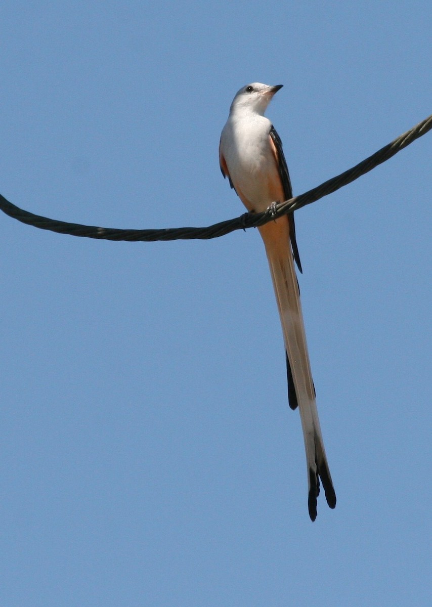 Scissor-tailed Flycatcher - Dean LaTray