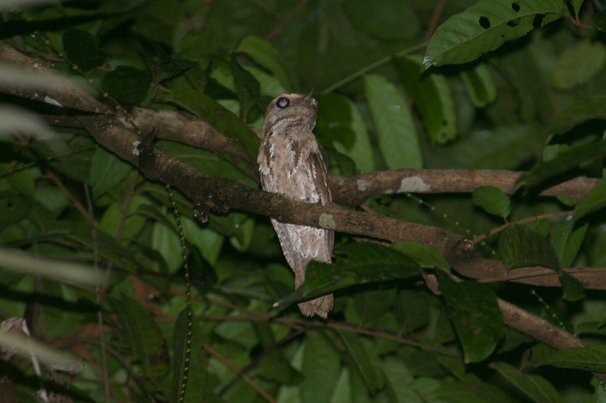 Marbled Frogmouth - ML177669981