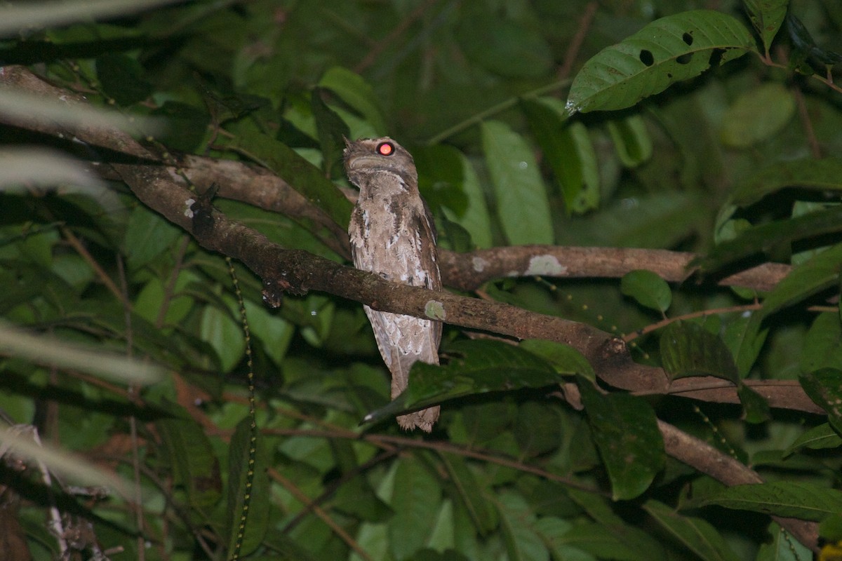 Marbled Frogmouth - ML177669991