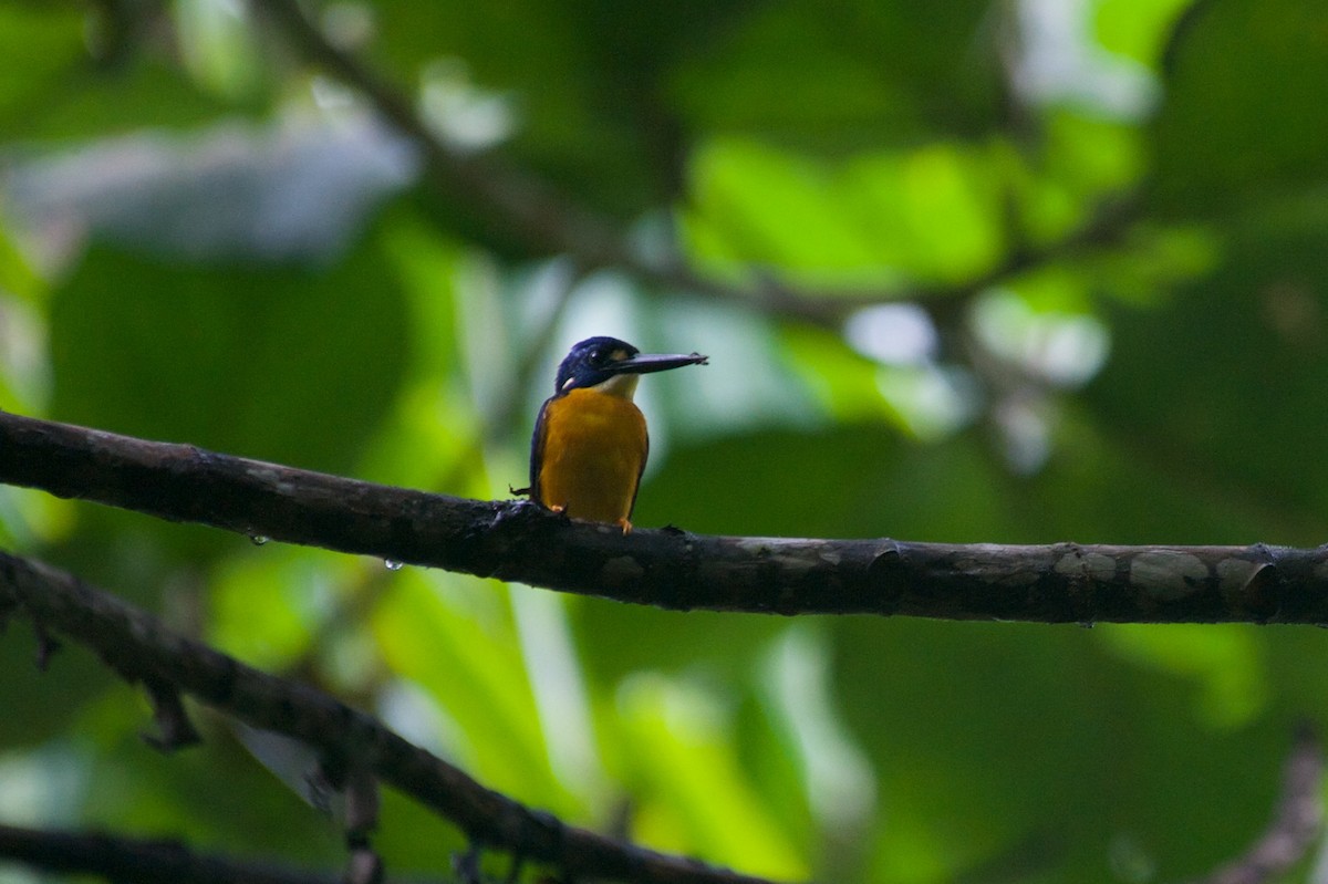 Papuan Dwarf-Kingfisher - John C. Mittermeier