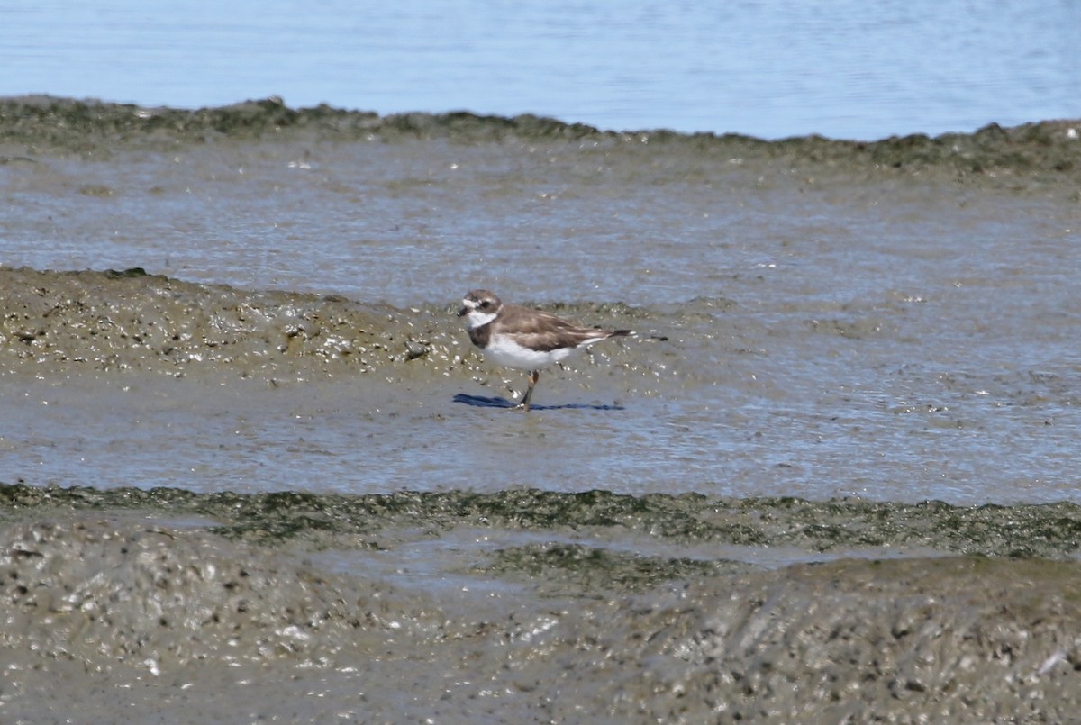 Semipalmated Plover - ML177675751