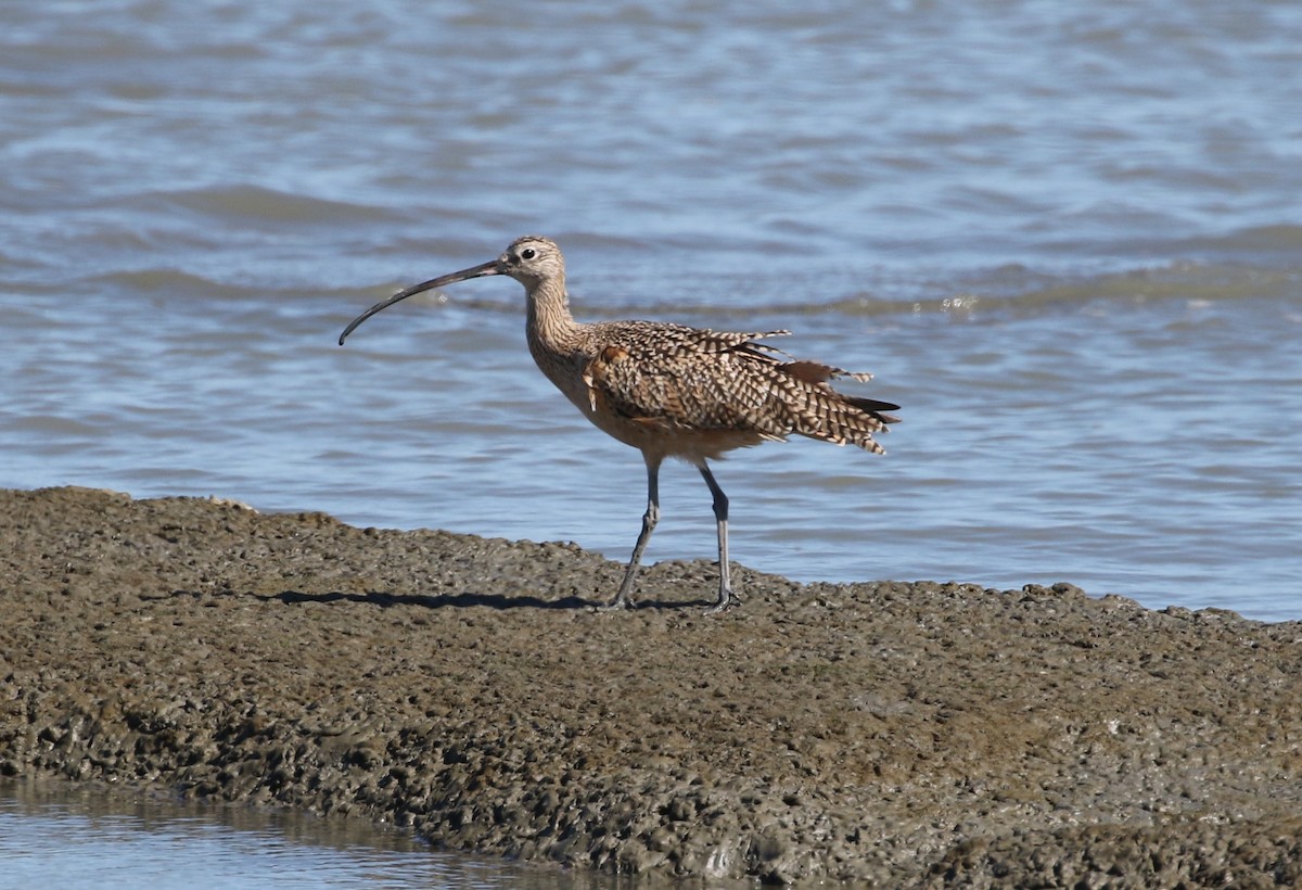 Long-billed Curlew - ML177675871