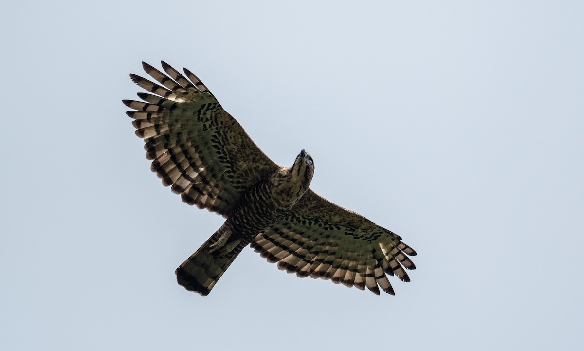 Javan Hawk-Eagle - ML177676391