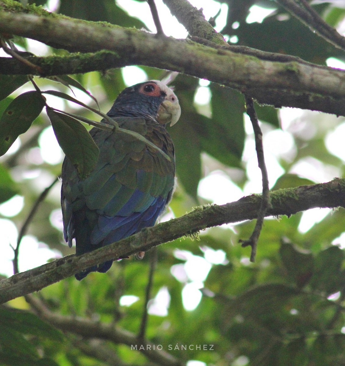 White-crowned Parrot - ML177681041