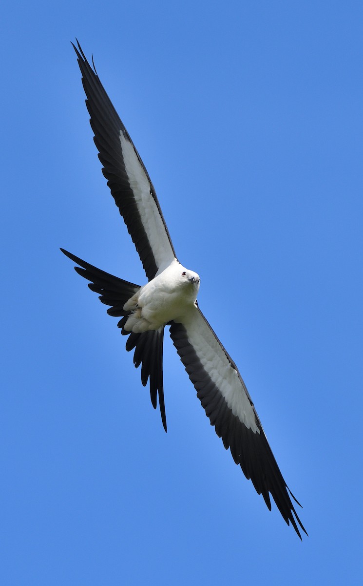Swallow-tailed Kite - ML177681741