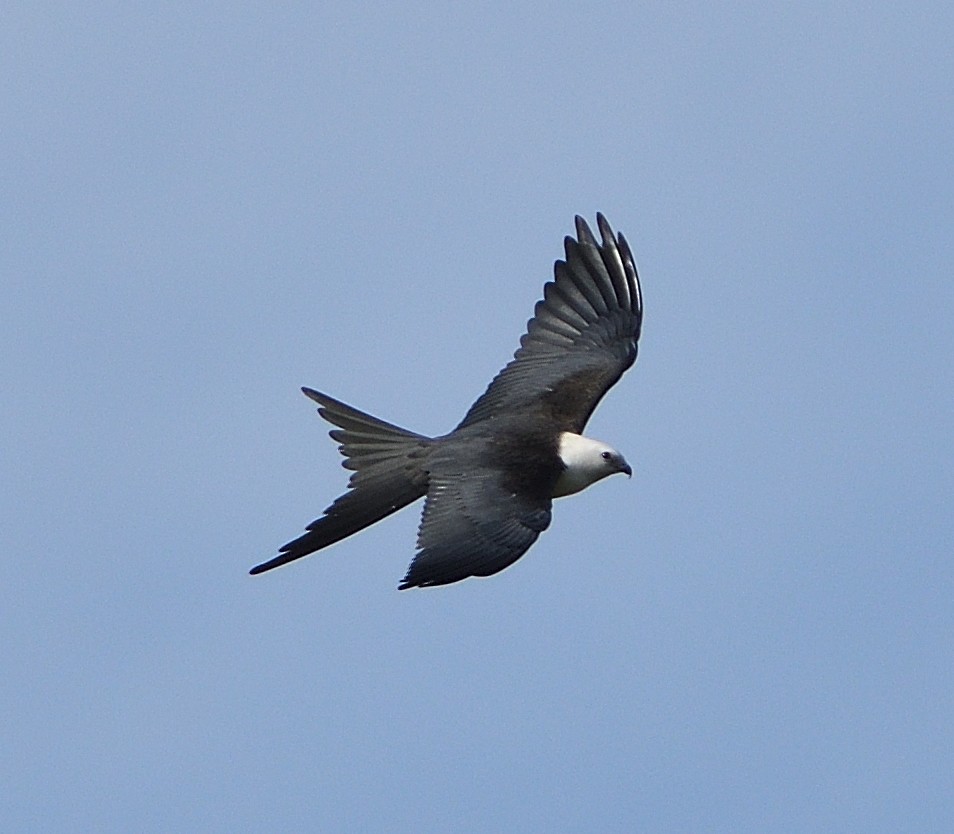 Swallow-tailed Kite - Woody Gillies