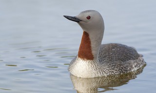  - Red-throated Loon