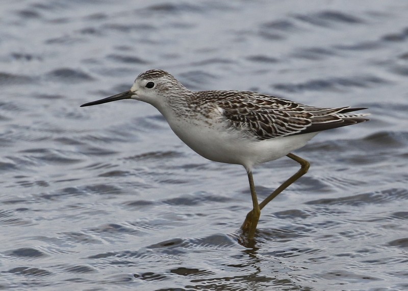 Marsh Sandpiper - Franklin Haas