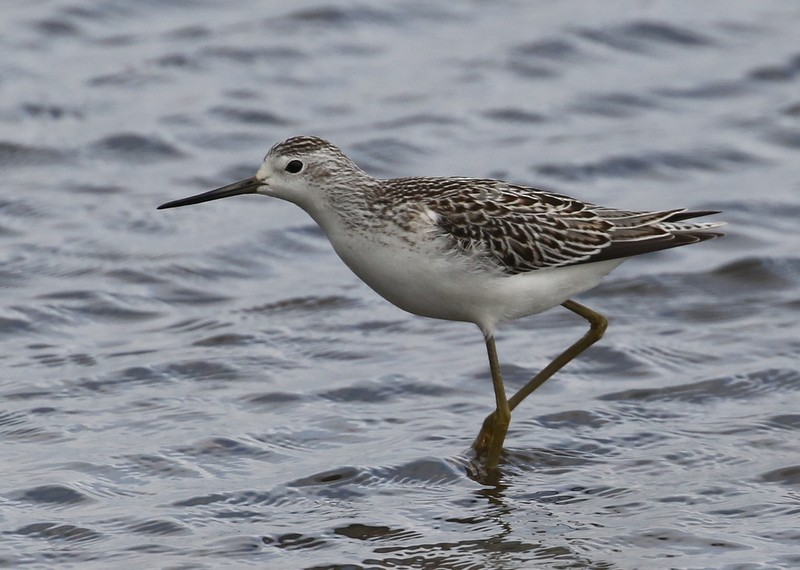 Marsh Sandpiper - ML177686011