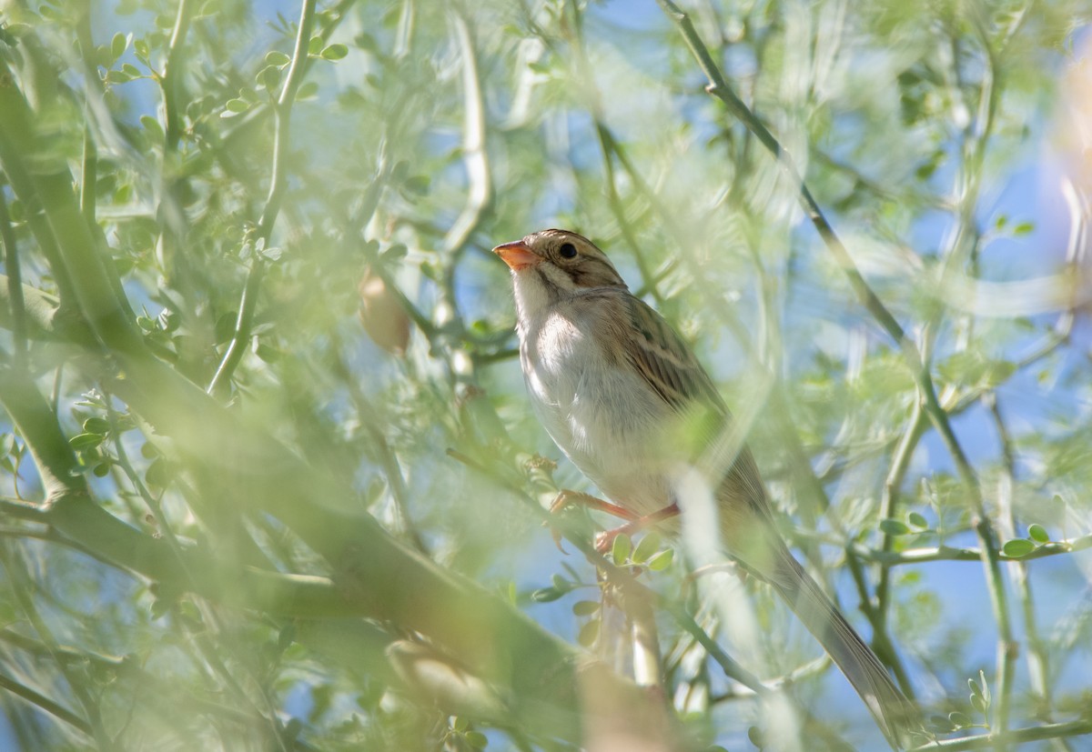 Clay-colored Sparrow - ML177686201