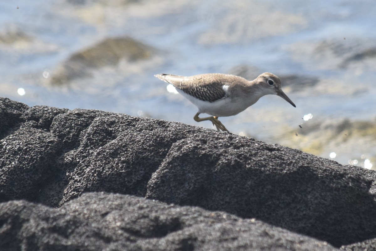 Spotted Sandpiper - Peter Rigsbee