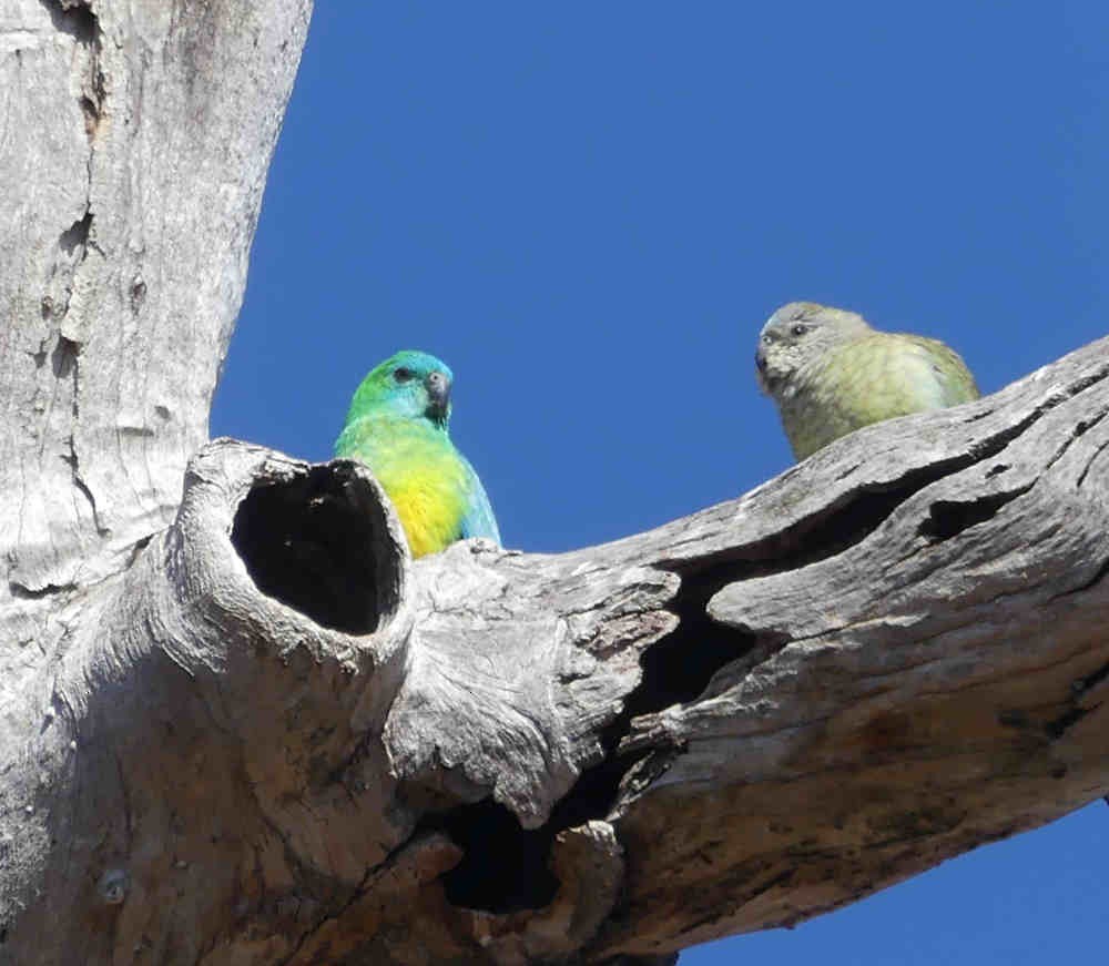 Red-rumped Parrot - ML177687211