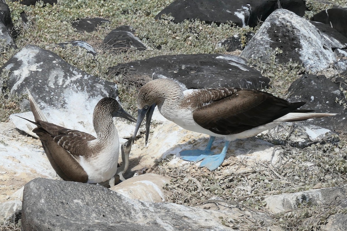 Blue-footed Booby - ML177687341