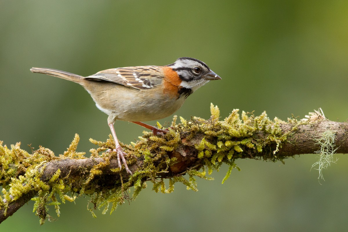Rufous-collared Sparrow - Ilya Povalyaev