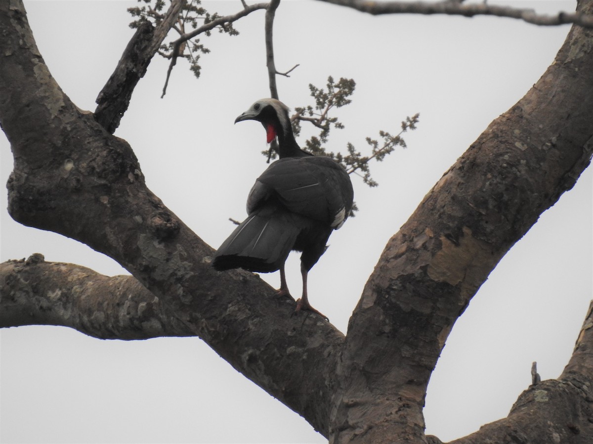 Red-throated Piping-Guan - ML177688351