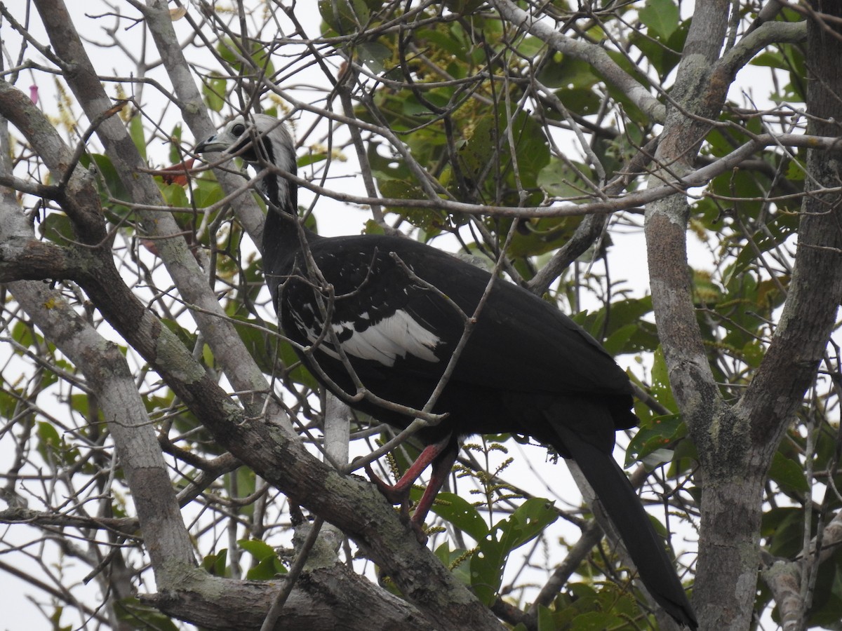 White-throated Piping-Guan - ML177688361