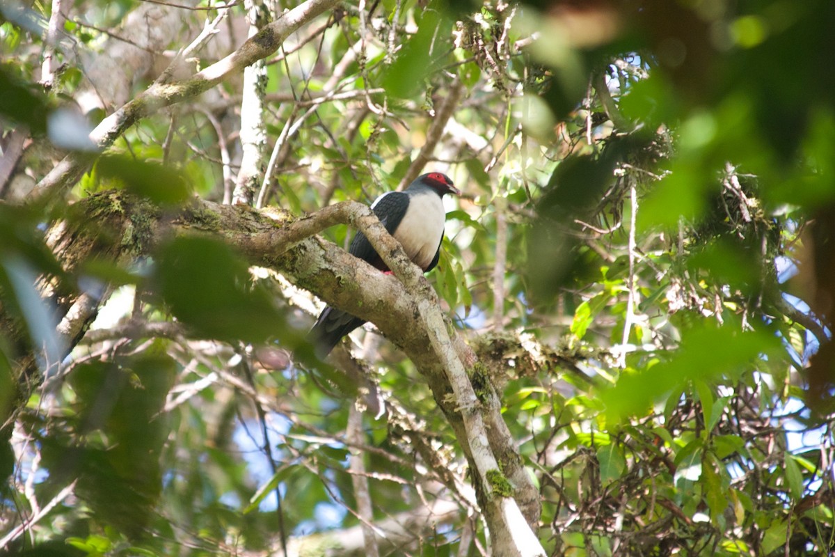 Papuan Mountain-Pigeon - John C. Mittermeier