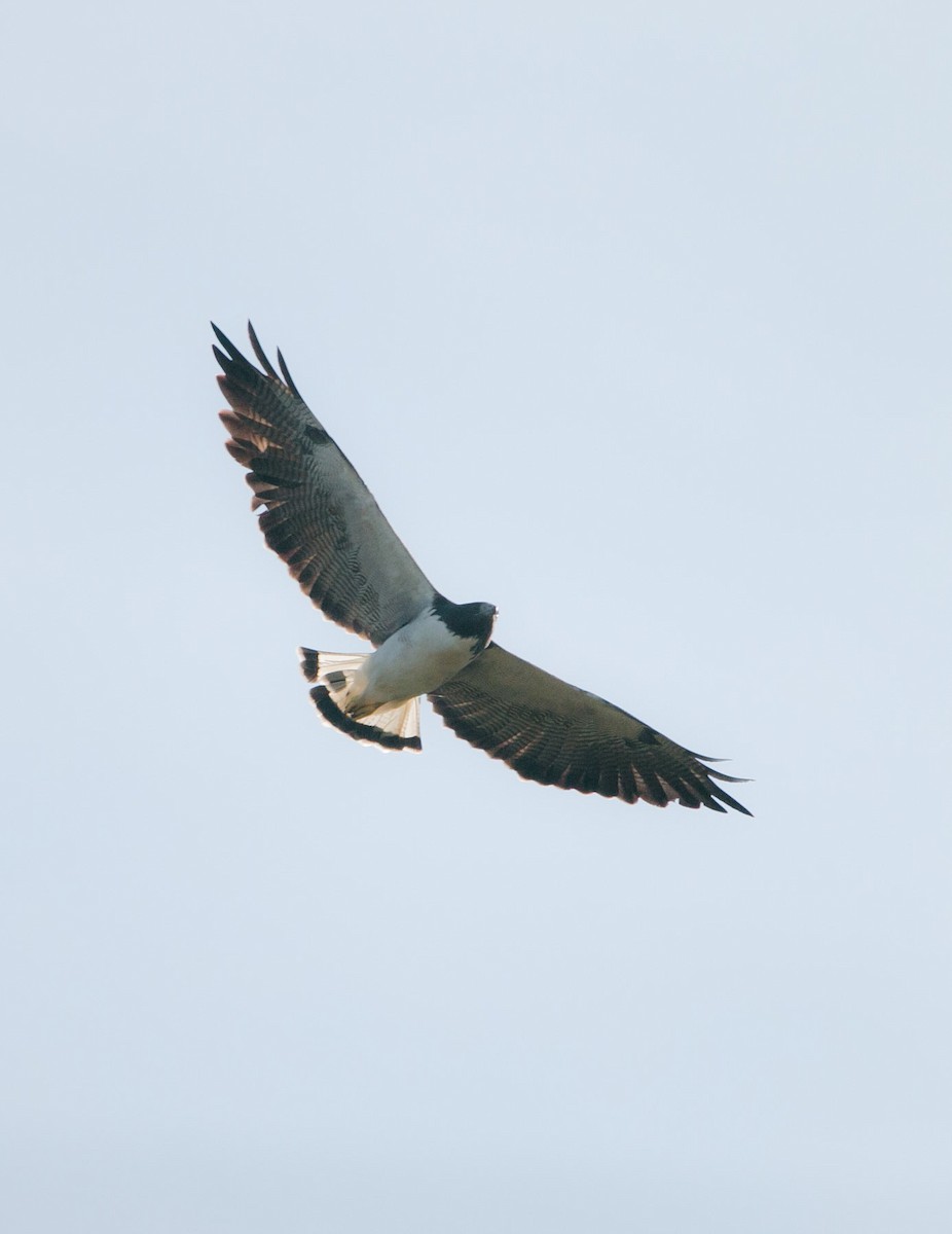 White-tailed Hawk - Isaias Morataya