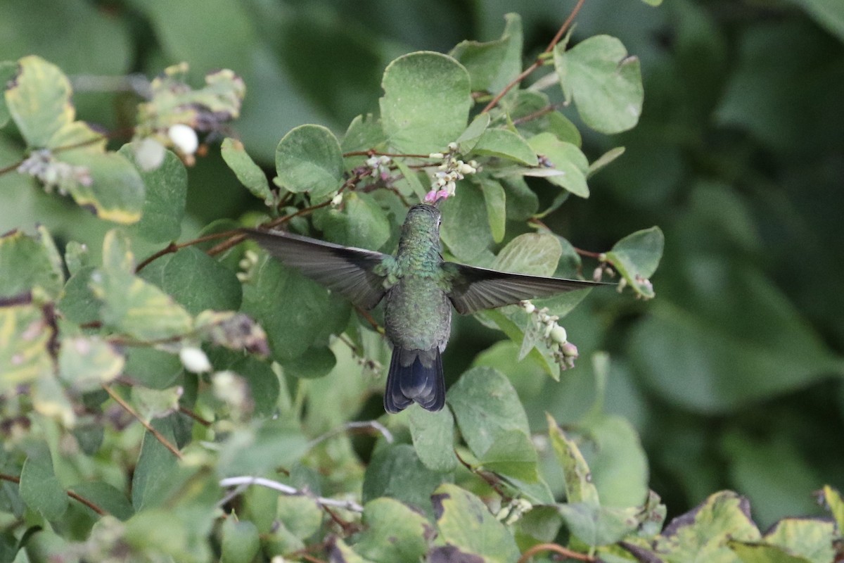 Broad-billed Hummingbird - ML177690431