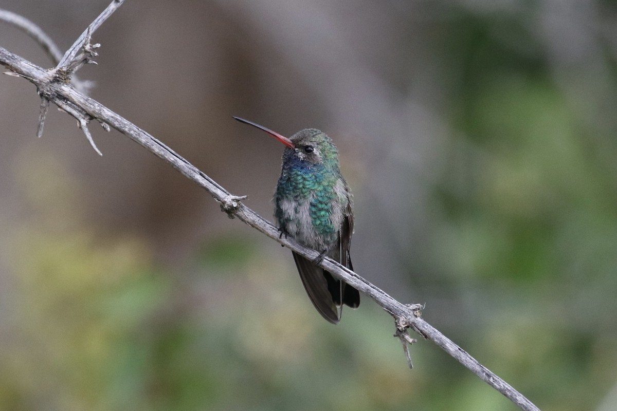 Broad-billed Hummingbird - ML177690461