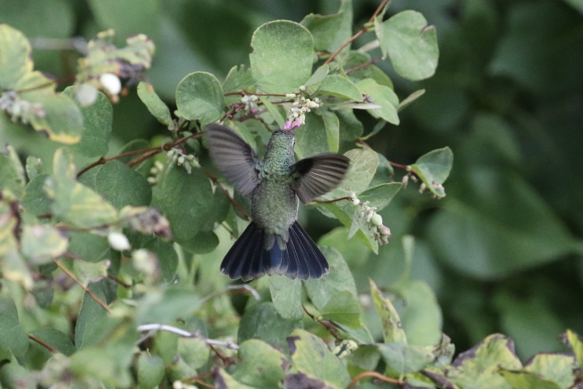 Broad-billed Hummingbird - ML177690471