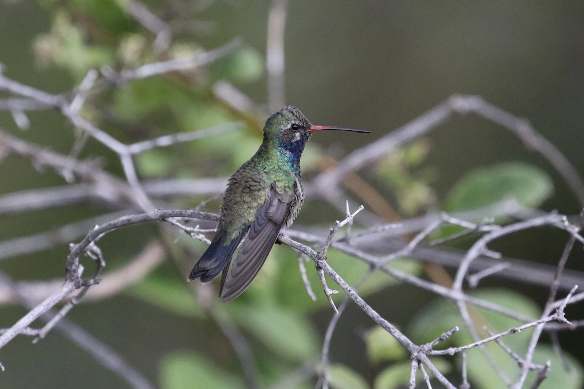 Broad-billed Hummingbird - ML177690521