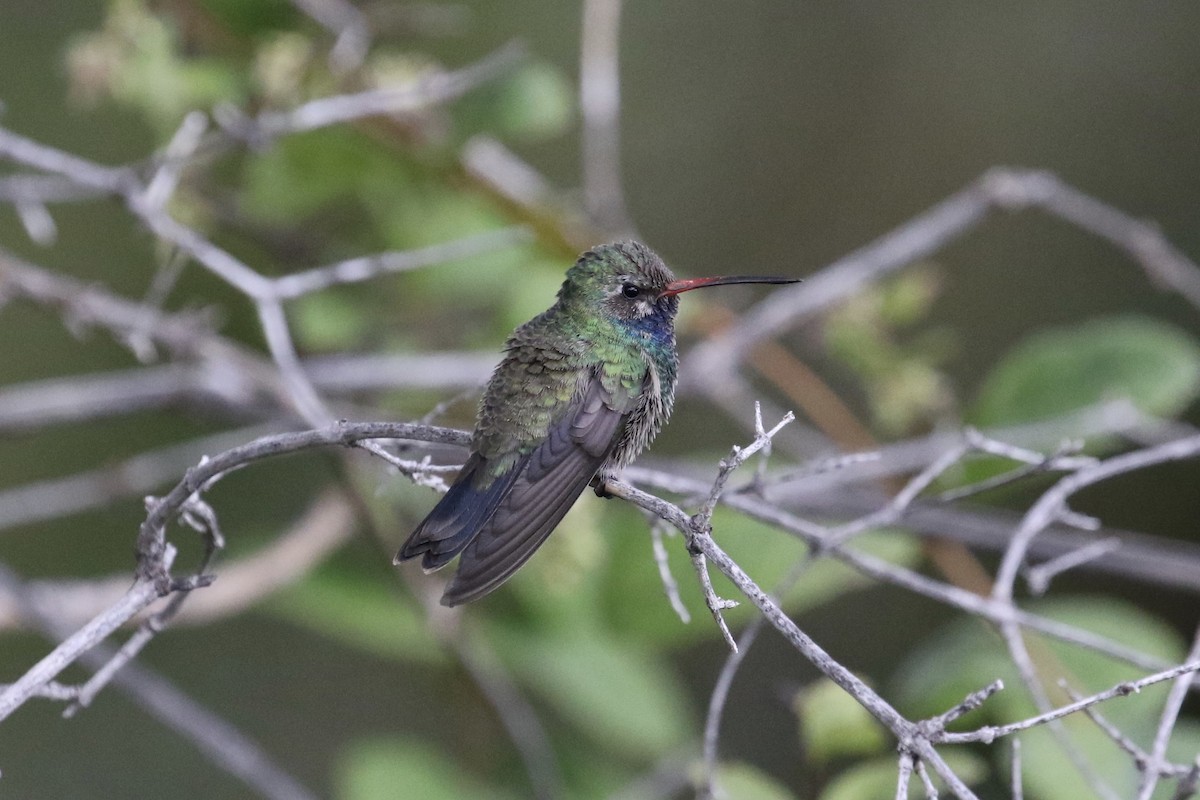 Broad-billed Hummingbird - ML177690541