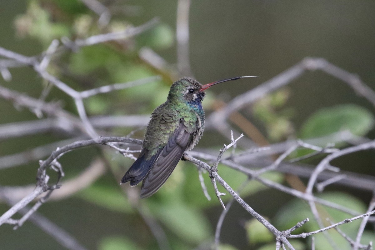 Broad-billed Hummingbird - Russ Morgan