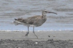 Whimbrel - Wind K