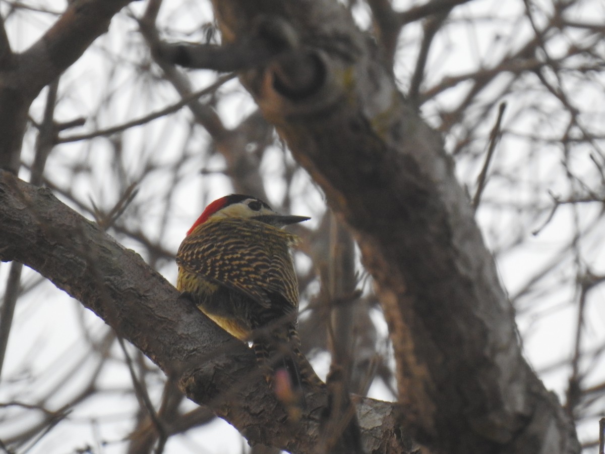 Green-barred Woodpecker - ML177694421