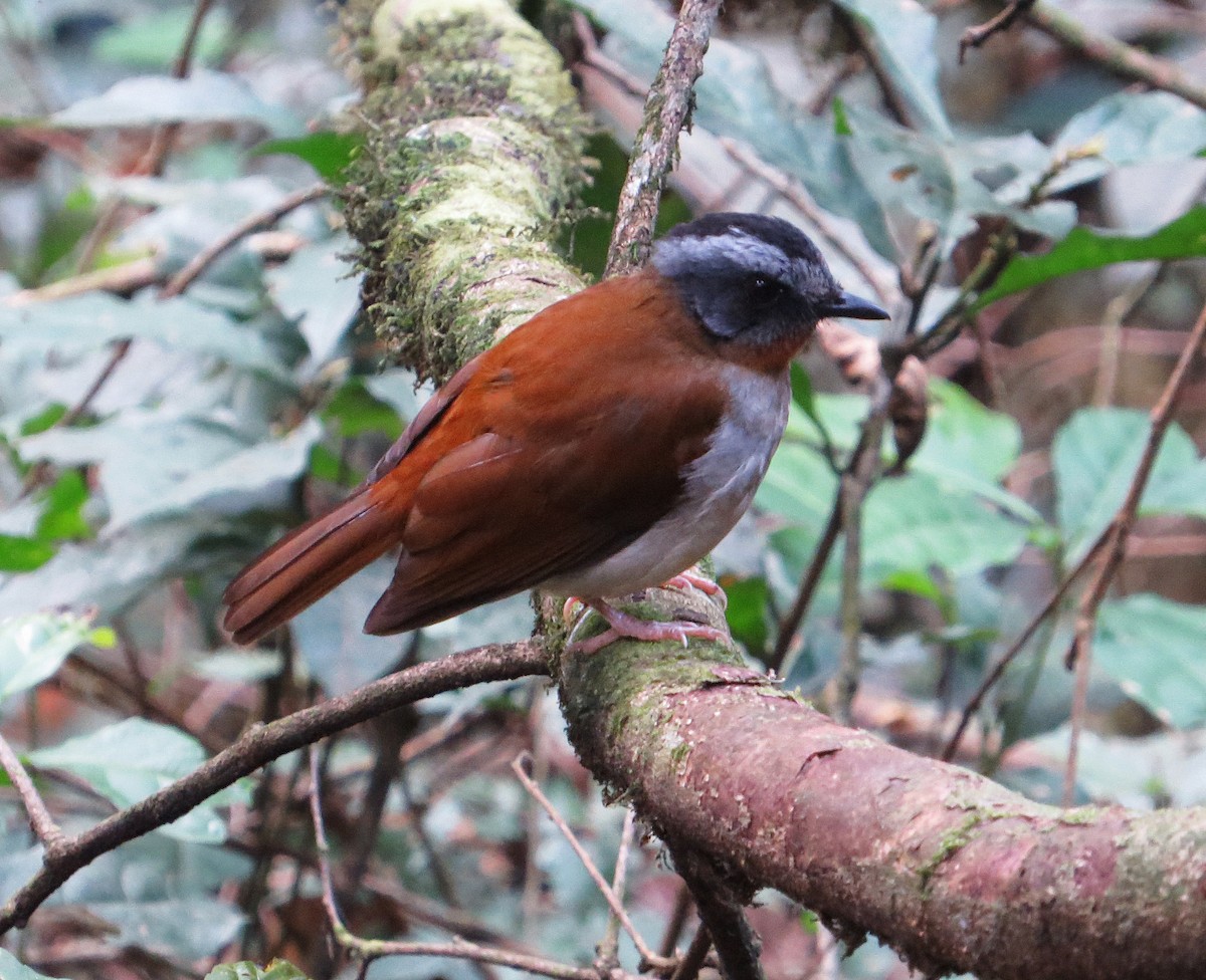 Red-throated Alethe - ML177695771