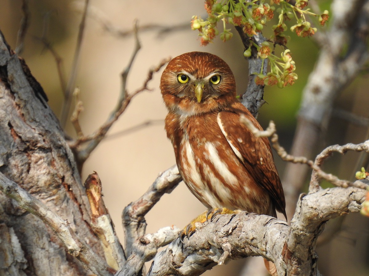 Ferruginous Pygmy-Owl (Ferruginous) - Jenny Flexman