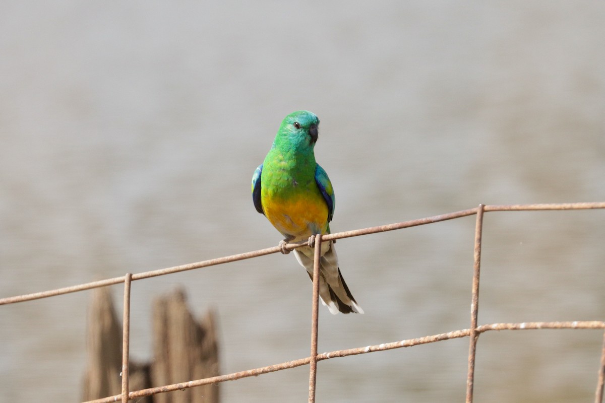 Red-rumped Parrot - ML177698131