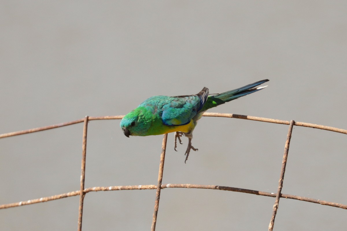 Red-rumped Parrot - ML177698141