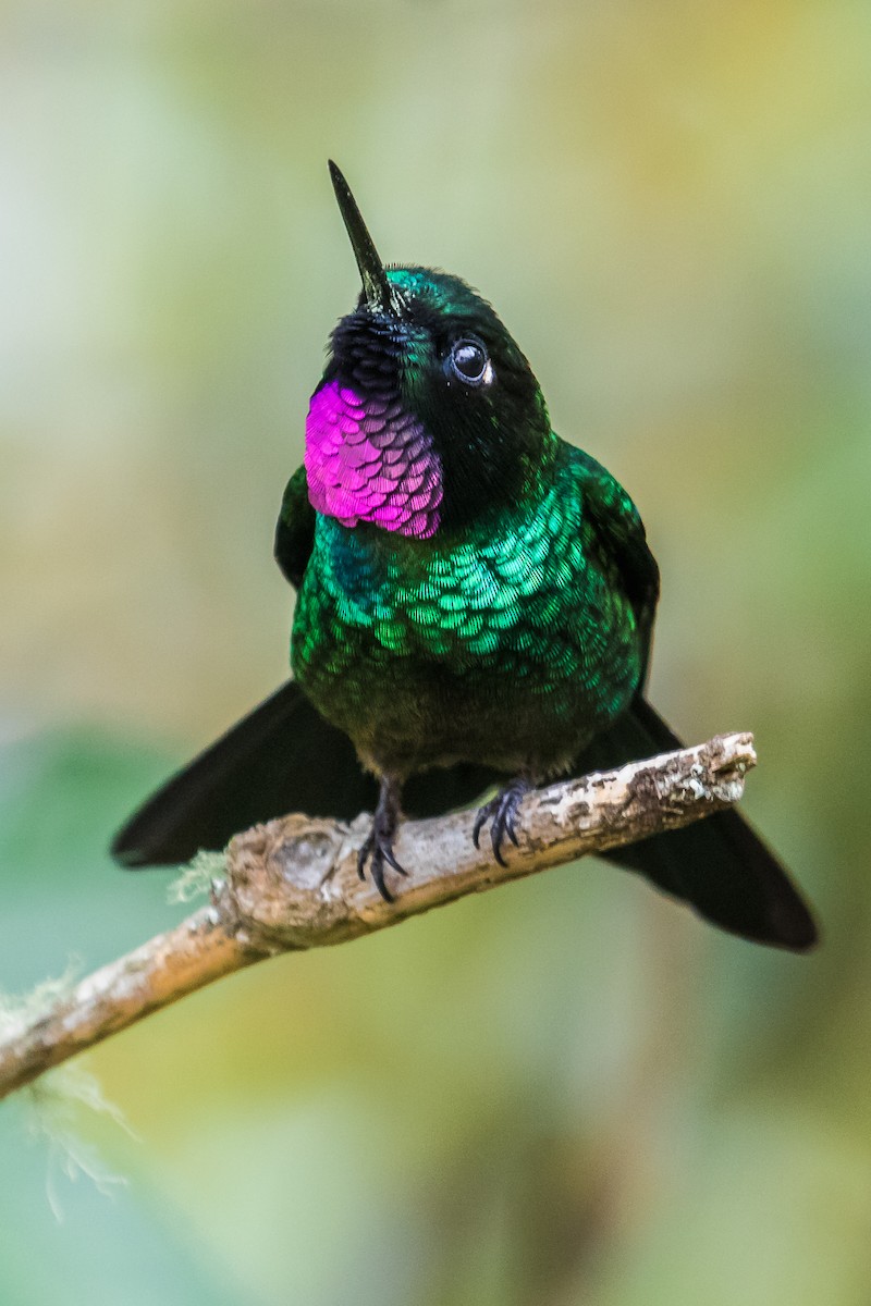 kolibřík turmalinový - ML177699921