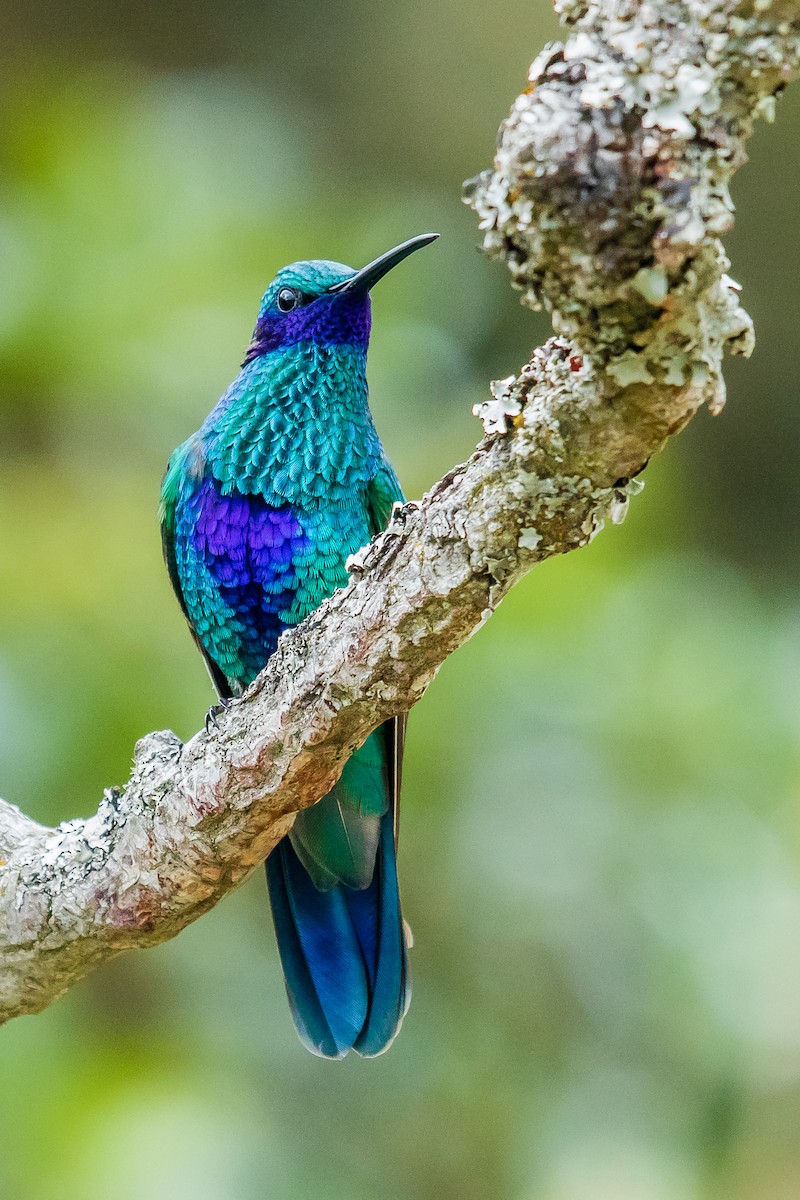 kolibřík modrolící - ML177701811