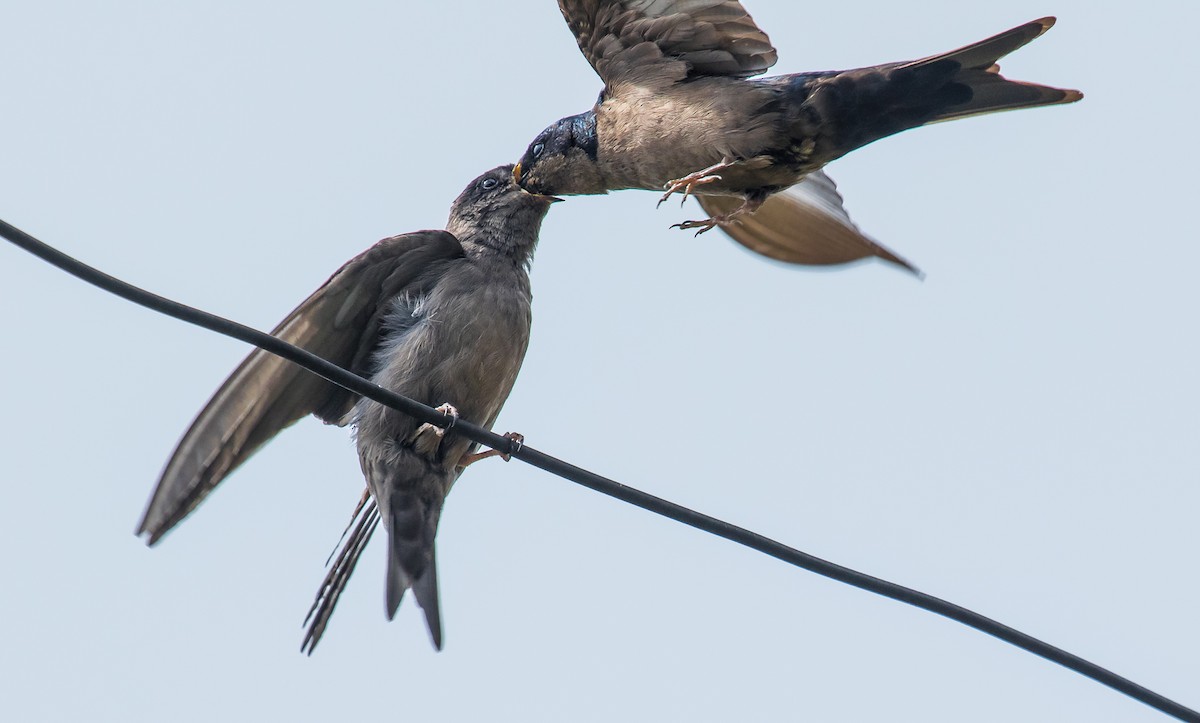 Brown-bellied Swallow - David Monroy Rengifo