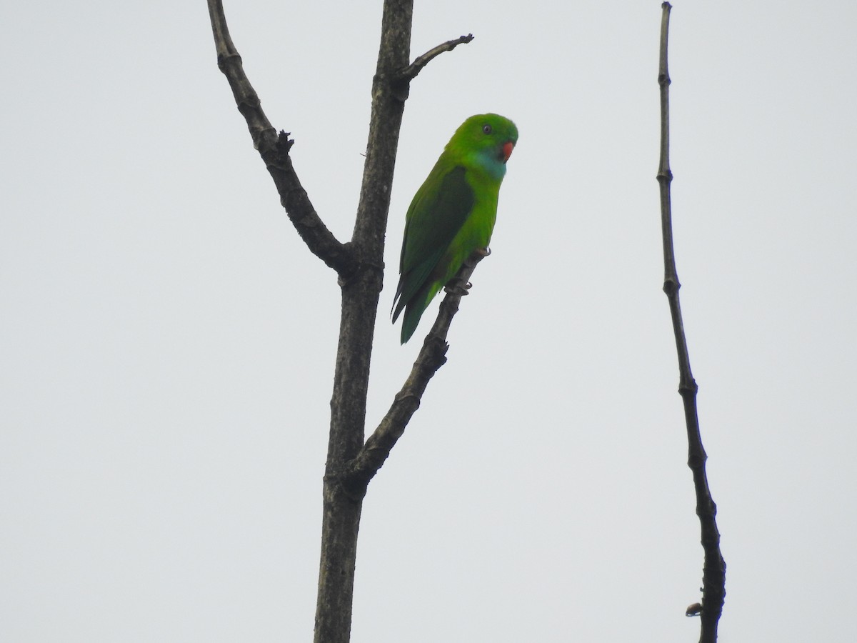 Vernal Hanging-Parrot - Afsar Nayakkan