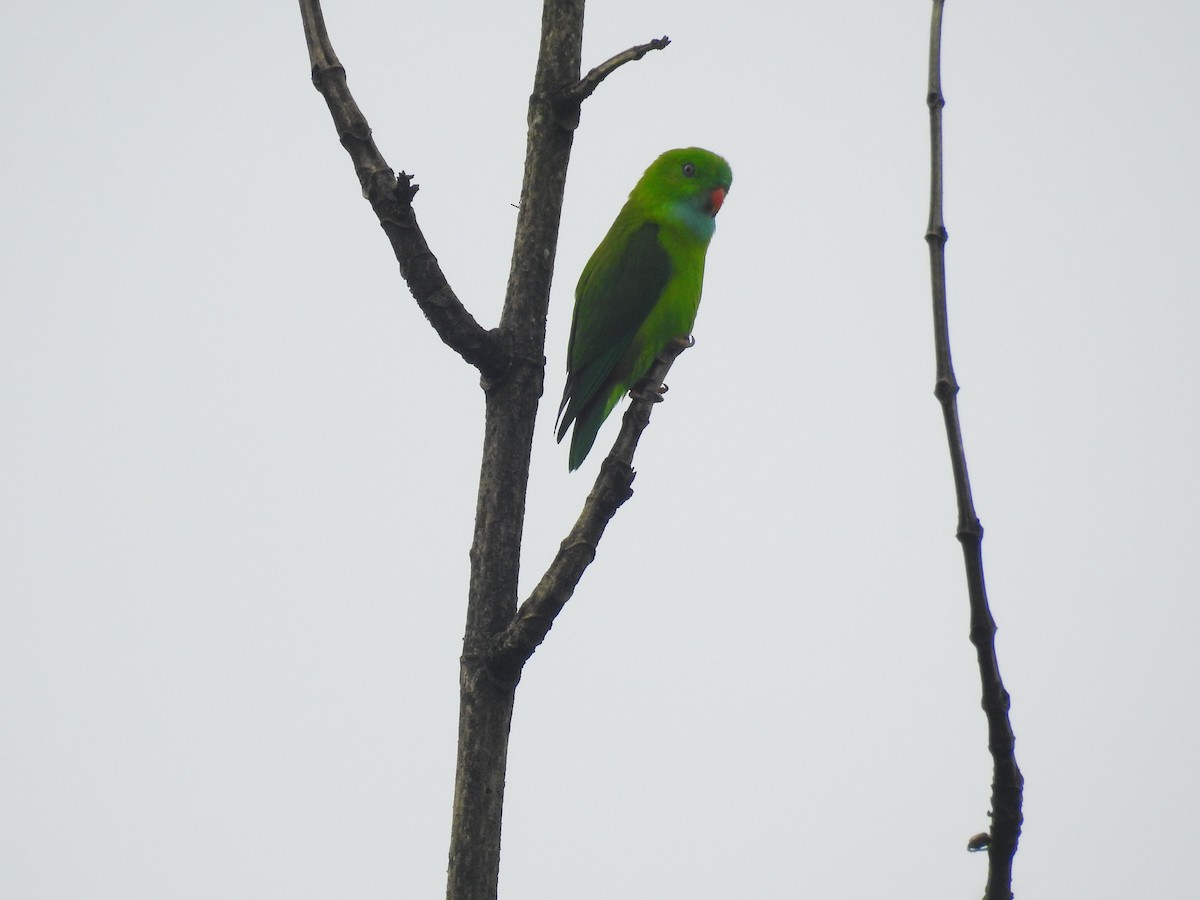 Vernal Hanging-Parrot - Afsar Nayakkan