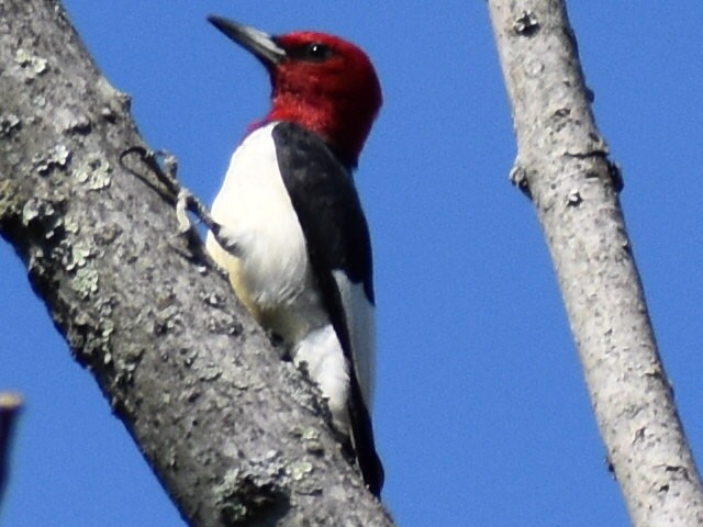 Red-headed Woodpecker - ML177705011