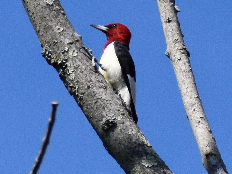 Red-headed Woodpecker - Kathy Mcallister