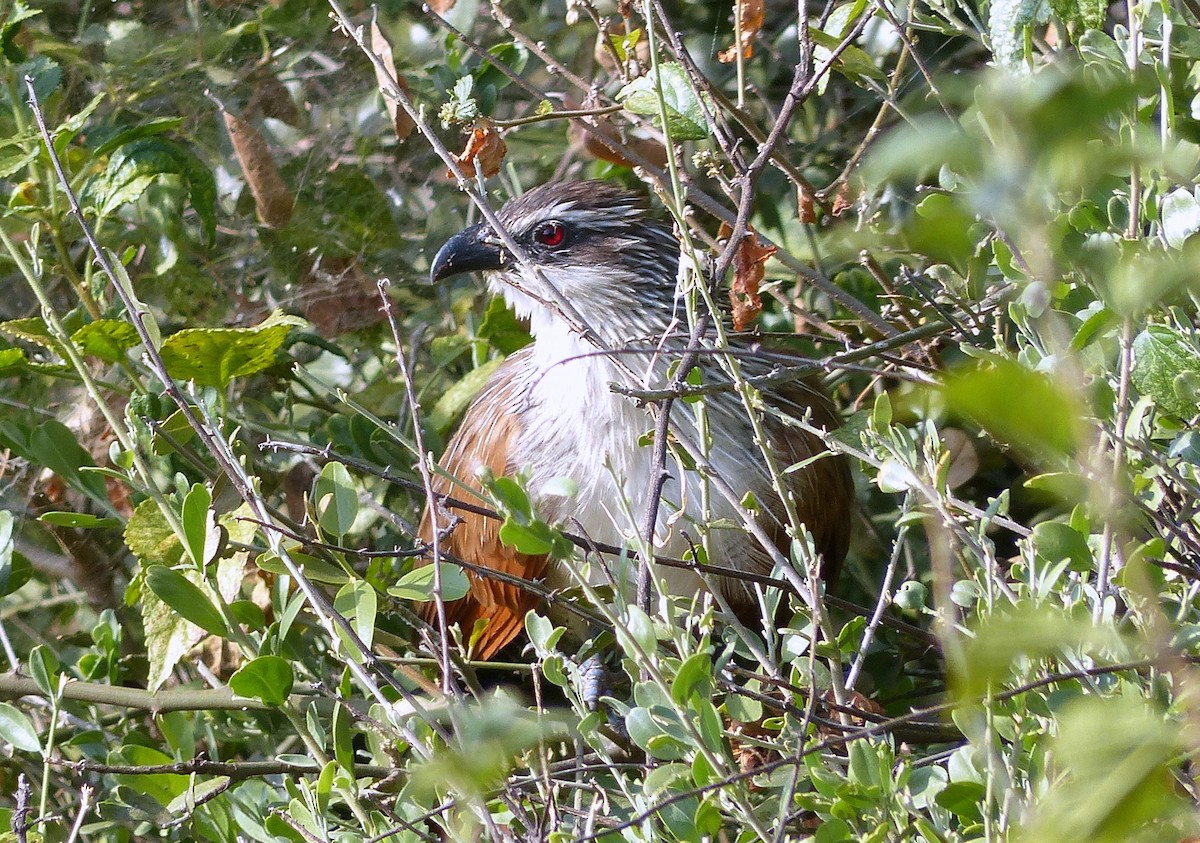 White-browed Coucal (White-browed) - ML177711481