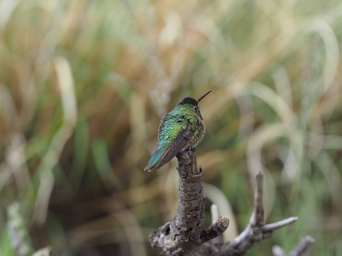 Broad-tailed Hummingbird - ML177714201
