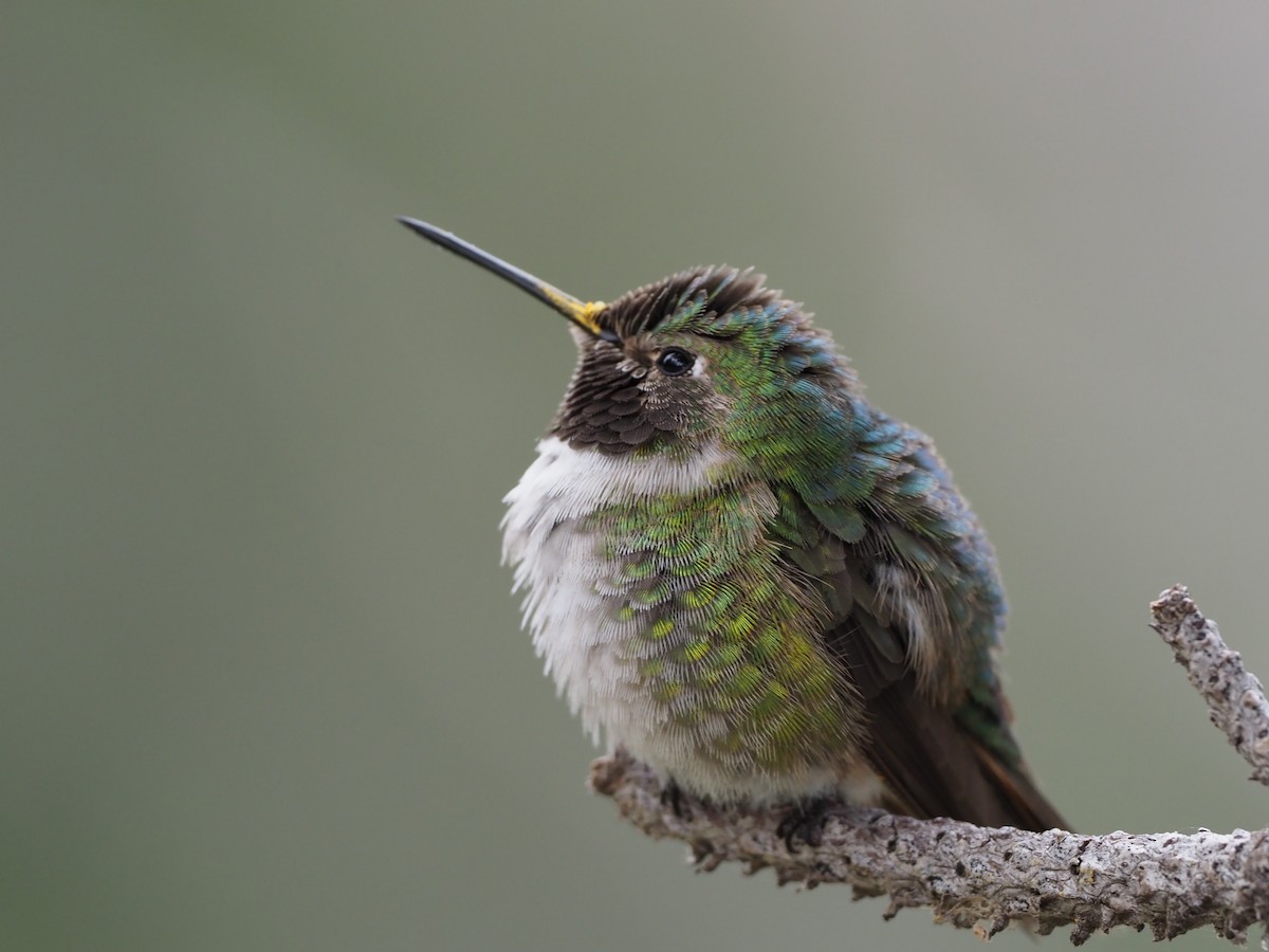 Broad-tailed Hummingbird - Andrew Jacobson