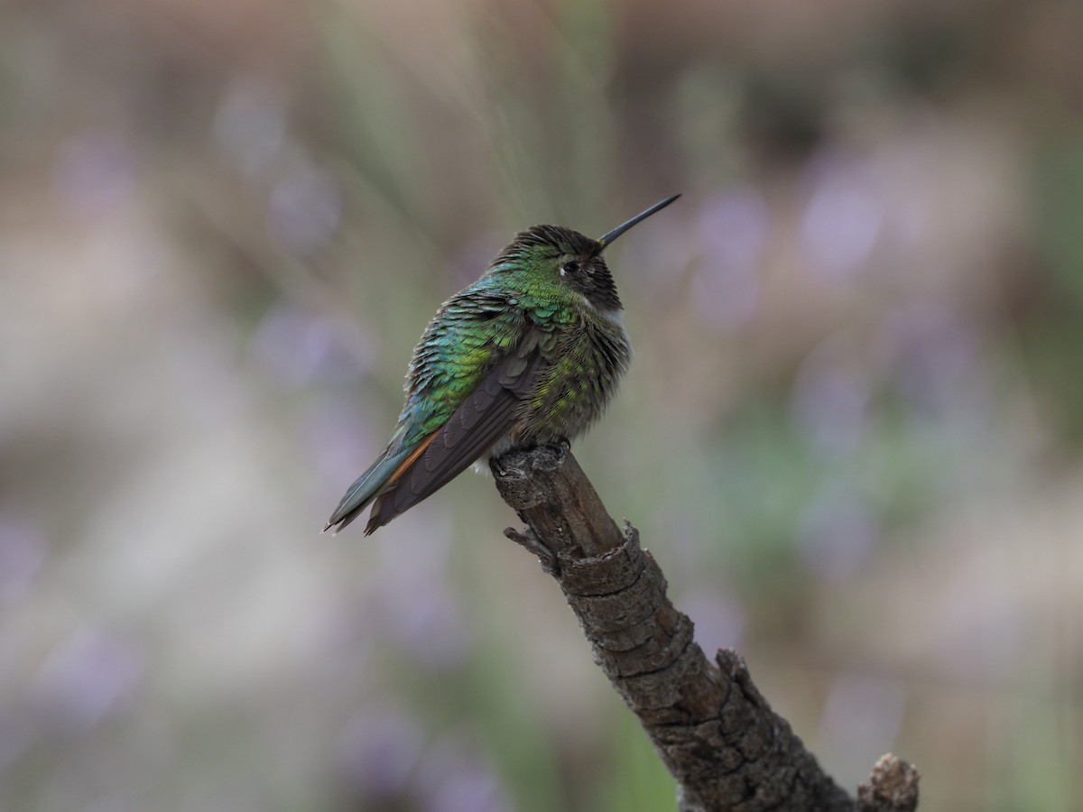 Broad-tailed Hummingbird - ML177714231